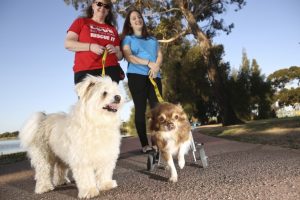 Altona: Paws to show you care for Puppy Tales Rescue