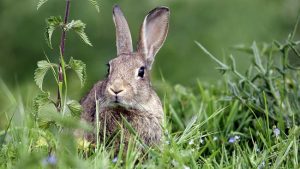 Council abandons ‘inhumane’ rabbit baiting