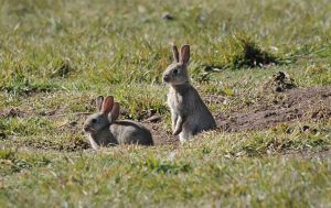 Altona: Rabbit baiting at Cherry Lake ‘inhumane’