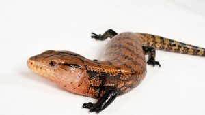 7 things to do in Maribyrnong and Hobsons Bay