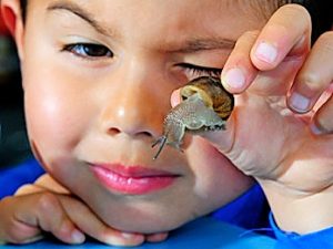 Yarraville snail race: Right place for pace-setters