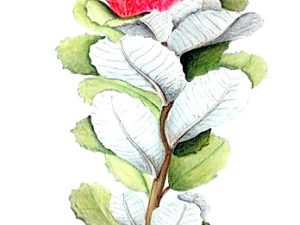 COMMUNITY CALENDAR: Western suburbs