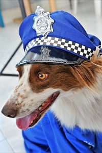 Nab the paw-fect prize