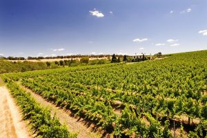 A fresher course on riesling