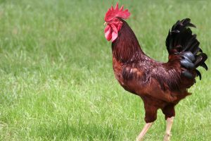 Noise complaints drive rooster ban