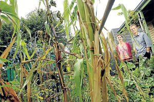 Organic web provides taste of moral fibre