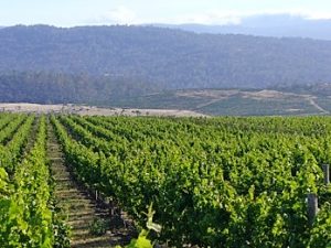 Pinot Noirs from the Apple Isle