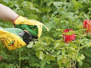 COMMUNITY CALENDAR: Western suburbs