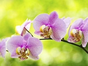 COMMUNITY CALENDAR: Western suburbs