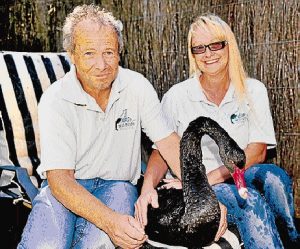 Shot swan on mend at Seabrook rescue shelter