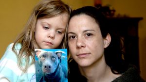 Family pleas for return of beloved staffie Ellie