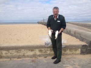 Altona beach penguins’ death: Calls for ban on nets