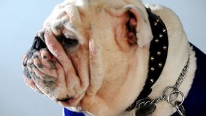 Point Cook’s Sid is lapping up being the top Bulldog