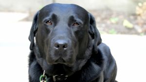 Footscray dog’s death prompts poison fears