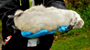 Anger at Cherry Lake swan’s mauling by dog