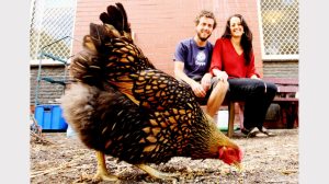 In pecking order, Footscray chooks ‘not sustainable’ as council orders removal