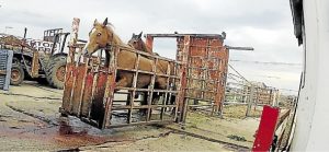 Laverton knackery: 35,000 sign online petition to stop horse ‘abuse’