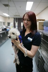 Dog ‘chipped but abandoned