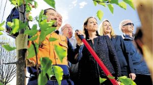 West Yarraville streets get green light for 300 new trees