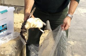 Call for ban on mesh nets as more penguins caught