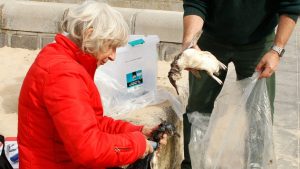 Thirty dead penguins found at Altona beach | Photos