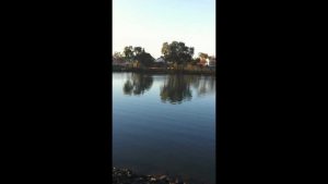 Seal of approval for Maribyrnong River