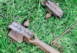 Illegal steel trap blamed for pet cat’s death