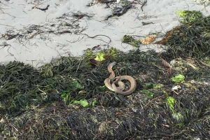 Snake bites prompt pet warnings