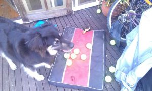 Snake kills family dog in Yarraville park