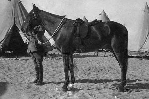 Friends of Sandy celebrate memorial win