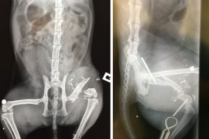 Cops hunt Altona North cat shooter