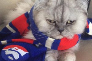 18 furry fans of the Western Bulldogs
