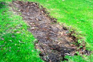 Grass stolen at Cherry Lake