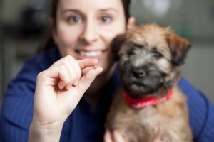 $10 microchip blitz at Altona North