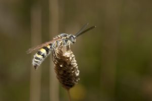 Altona Meadows concert shut down by wasps