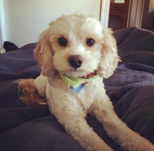 Search for missing therapy dog Sammy