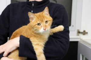 Over 50 cats removed from Williamstown house