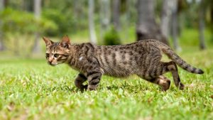 Rein in cats and dogs