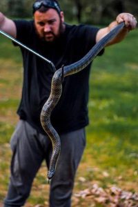 Spring brings snake sightings