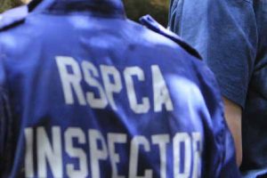 Search for dog beater caught on video