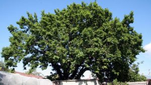 Oak tree saga fuels calls for greater protection