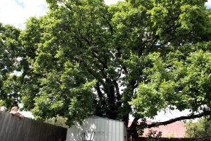 Chainsaws return to oak tree as council turns to minister