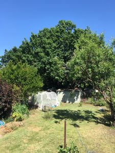 Fight to save giant oak tree from the axe