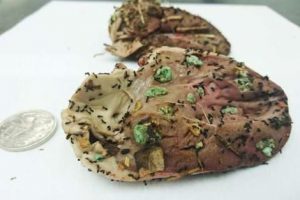 Poison bait warning for Altona dog beach