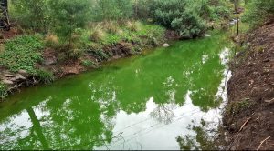 Yarraville waterway turns bright green