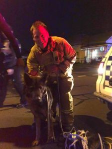 Pet dog rescued from Footscray bonsai nursery fire