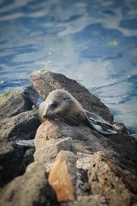 Seal rests in the sun at Altona beach