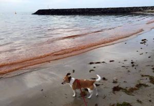Shellfish warning for Hobsons Bay due to algae