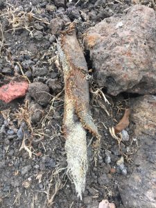 Dog park asbestos discovery sparks anger