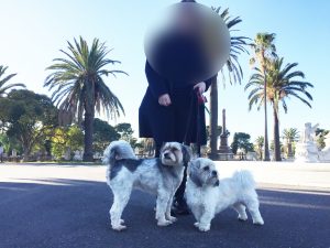 Dogs thwart sex attack at Williamstown Cemetery